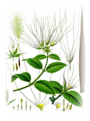Strophantus hispidus (Строфант волосистый) Гомеопатия ... и …