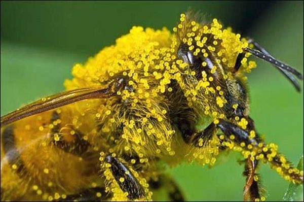 http://www.naturopataonline.org/images/Foto_Articoli/medicina-alternativa/naturopatia/risponde-naturopata/ape_polline.jpg