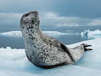 http://thekievtimes.ua/uploads/posts/2013-01/1359109198_fotografii_national_geographic_yanvar_2013_15.jpg