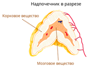 https://videouroki.net/videouroki/conspekty/bio8/47-zhieliezy-vnieshniei-vnutrienniei-i-smieshannoi-siekrietsii.files/image010.png