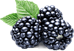 https://w7.pngwing.com/pngs/534/536/png-transparent-white-blackberry-raspberry-amora-blackberry.png