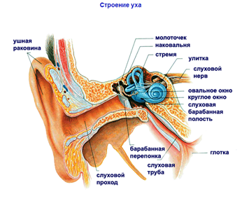 http://bezotita.ru/wp-content/uploads/2016/06/stroenie-uha.png