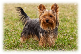 http://static.betazeta.com/www.veoverde.com/wp-content/uploads/2013/03/Yorkshire-Terrier.jpg