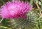 fthistle