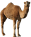 Картинки по запросу camel