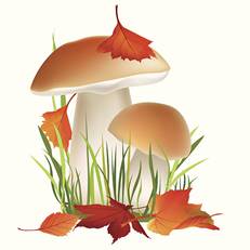 https://media.istockphoto.com/vectors/mushrooms-vector-id475704827?k=6&m=475704827&s=612x612&w=0&h=V1MhPK03xVQXvGLlpbHWGoreJRKW3ff7gEA1WRYcwoE=