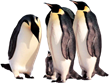 Картинки по запросу пингвины без фона
