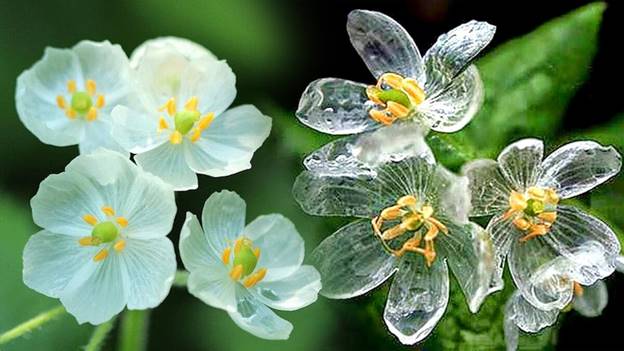 Diphylleia grayi с сухими и мокрыми лепестками