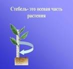 http://900igr.net/datas/biologija/Stroenie-steblja/0003-003-Stebel-eto-osevaja-chast-rastenija.jpg