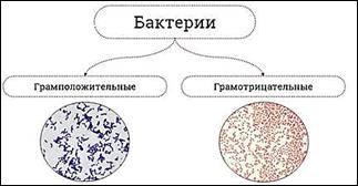 https://fsd.videouroki.net/products/conspekty/biobot/27-stroenie-i-funkcionirovanie-prokarioticheskoj-kletki.files/image005.jpg