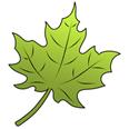 http://www.how-to-draw-cartoons-online.com/image-files/how-to-draw-a-leaf.gif