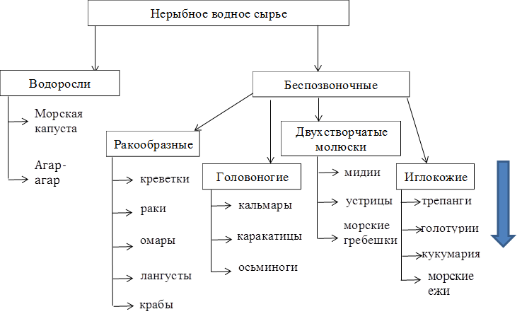 Нерыбное водное сырье,раки,креветки,омары,лангусты,крабы,Морская капуста,Агар-агар,кальмары,каракатицы,осьминоги,мидии,устрицы,морские гребешки,трепанги,голотурии,кукумария,Водоросли ,Беспозвоночные ,Ракообразные,Головоногие,Двухстворчатые молюски,Иглокожие ,морские ежи

