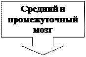 Выноска со стрелкой вниз: Средний и промежуточный мозг

