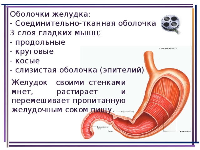 Оболочки желудка: - Соединительно-тканная оболочка 3 слоя гладких мышц:  - продольные  - круговые  - косые - слизистая оболочка (эпителий) Желудок своими стенками мнет, растирает и перемешивает пропитанную желудочным соком пищу.