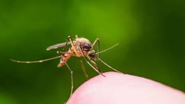 Какие смертельные заболевания переносят уральские комары — Российская газета