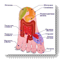 http://pionnier.gorod.tomsk.ru/uploads/2169/1239634293/s_03.jpg