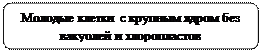 Скругленный прямоугольник: Молодые клетки с крупным ядром без вакуолей и хлоропластов