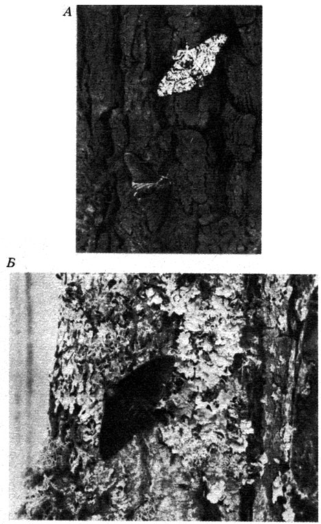Рис. 25.10. Меланистическая и нормальная формы Biston betularia на стволах деревьев вблизи Бирмингема (А) и в Дорсете (Б). (С любезного разрешения д-ра Н. В. D. Kettlewell, Dep. of Zoology Univ. of Oxford.)