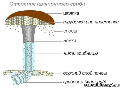 http://schoolbio.my1.ru/_pu/33/56718145.png