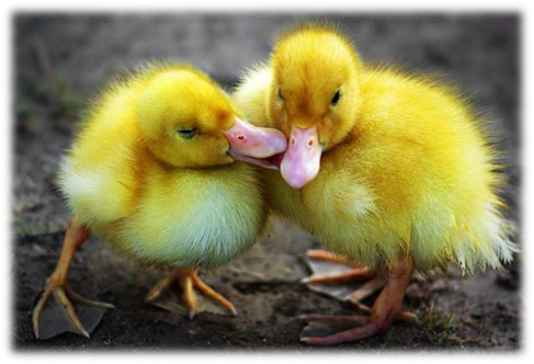 http://www.vanishingtattoo.com/tds/images/duck/duck_large/duck_019.jpg