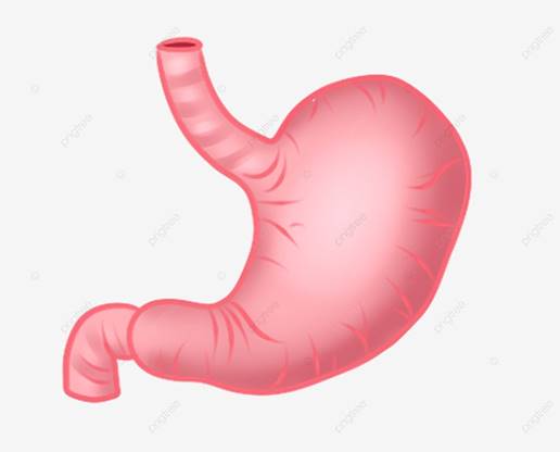 Желудок человеческих органов PNG , человеческий организм, орган, желудок  PNG картинки и пнг PSD рисунок для бесплатной загрузки