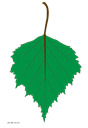 http://www.abc-color.com/image/coloring/leaves/002/birch-leaf/birch-leaf-picture-color.png