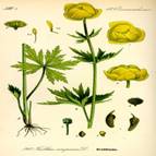 File:Illustration Trollius europaeus0.jpg