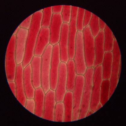 Микропрепарат мякоти томата