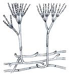 penicil