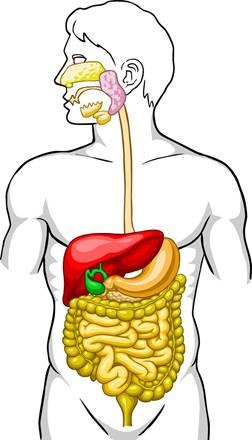 https://i.pinimg.com/736x/86/4c/f0/864cf0e5c5fbcc9955b3e139e0e42be2--enzyme-digestive-school-projects.jpg