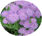 http://www.crocus-ul.ru/pics/ageratum.gif