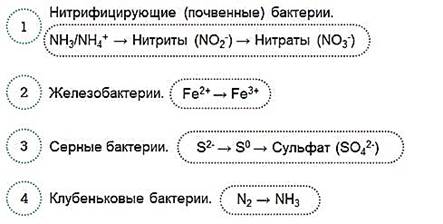 https://fsd.videouroki.net/products/conspekty/biobot/27-stroenie-i-funkcionirovanie-prokarioticheskoj-kletki.files/image013.jpg