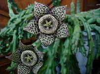 http://floral-carnival.ru/img/stapelia.jpg