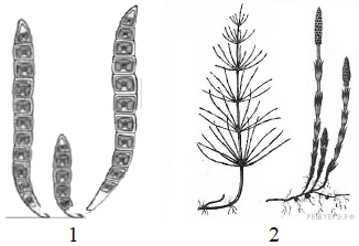 Тело организмов представлено талломом. Листья редуцированы до чешуй. Тело представлено талломом листья редуцированы до чешуй. Споры развиваются в колосках. Таллом хвощей.