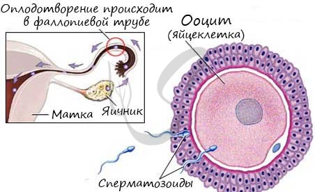 Оплодотворение