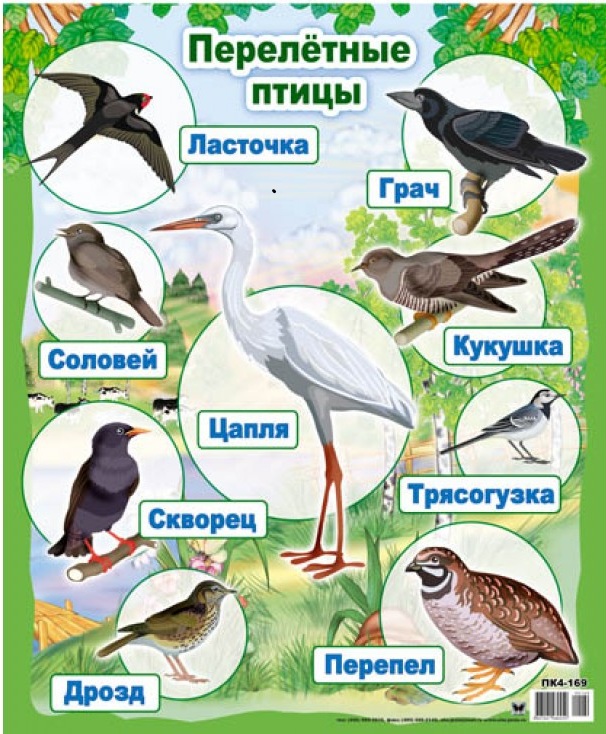 ÐšÐ°Ñ€Ñ‚Ð¸Ð½ÐºÐ¸ Ð¿Ð¾ Ð·Ð°Ð¿Ñ€Ð¾ÑÑƒ Ð¿ÐµÑ€ÐµÐ»Ñ‘Ñ‚Ð½Ñ‹Ðµ Ð¿Ñ‚Ð¸Ñ†Ñ‹