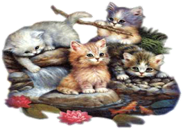 http://foto-zverey.ru/koshki/kisa123.gif