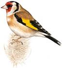 https://natureguide.gr/uploads/ru/386/Carduelis_carduelis/%D0%A7%D0%B5%D1%80%D0%BD%D0%BE%D0%B3%D0%BE%D0%BB%D0%BE%D0%B2%D1%8B%D0%B9_%D1%89%D0%B5%D0%B3%D0%BE%D0%BB.jpg