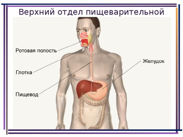 Верхний отдел пищеварительной системы