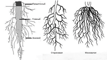 Биология для студентов - 19. Типы корневых систем