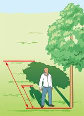 Как определить высоту дерева (как измерить высоту дерева)