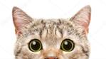 depositphotos_213191470-stock-photo-cat-scottish-straight-peeking-banner.jpg