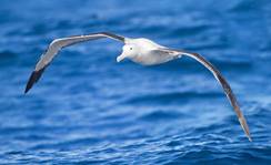 http://www.properoils.co.uk/wp-content/uploads/2013/03/ProperOils-Albatross.jpg