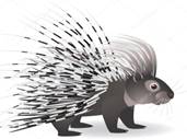 http://static6.depositphotos.com/1010340/556/v/950/depositphotos_5560163-Cartoon-porcupine.jpg