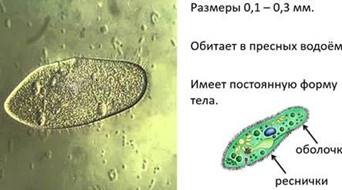 Класс инфузории (infusoria или ciliata). Тип инфузории, или ресничные