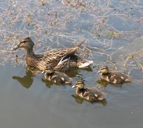 https://c.pxhere.com/photos/81/1d/duck_nature_ducks_water_birds_pond_wild_summer_poland-605111.jpg!d