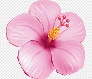 https://w7.pngwing.com/pngs/476/574/png-transparent-pink-hibiscus-althea-flower-pink.png