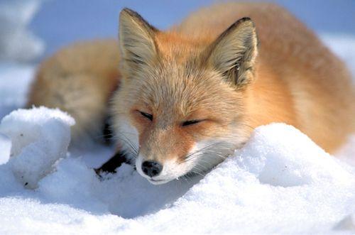 Файл:Vulpes vulpes laying in snow.jpg