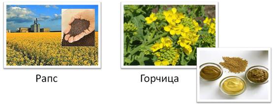https://fsd.videouroki.net/products/conspekty/bio6/41-klass-dvudol-nyie-siemieistvo-kriestotsvietnyie.files/image005.jpg