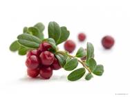 http://www.ingredienten.nl/images/ingredienten/cranberry-large.jpg